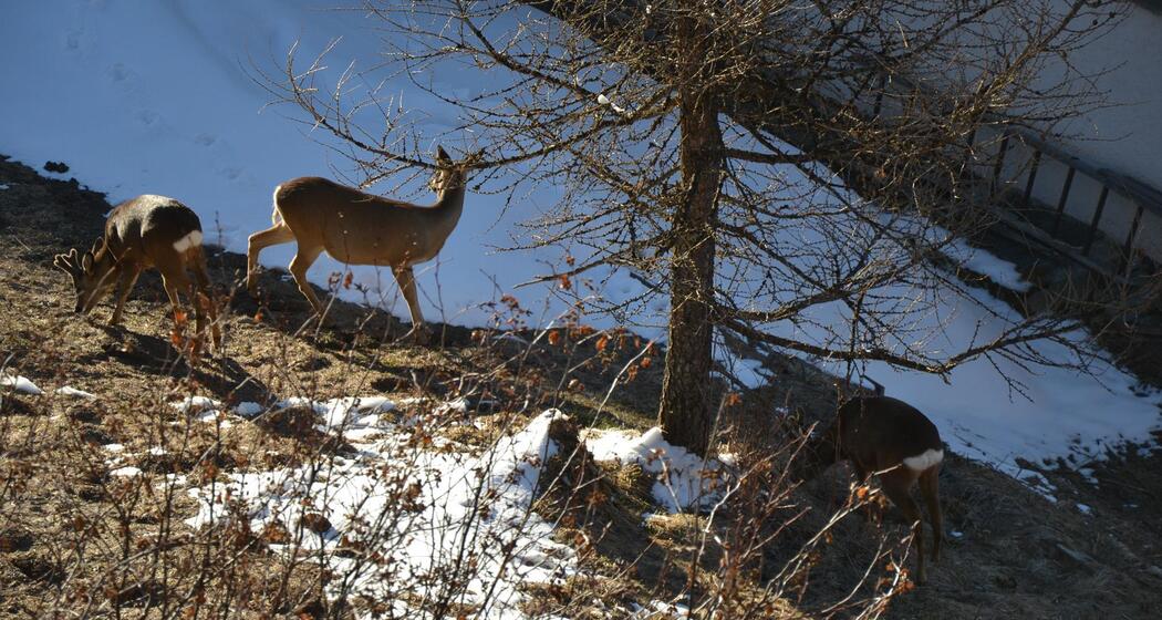 Garten-Besucher