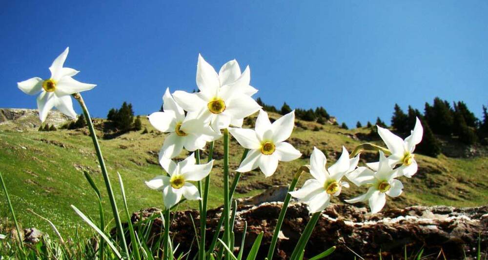 Wilde Bergnarzissen sind eine Augenweide