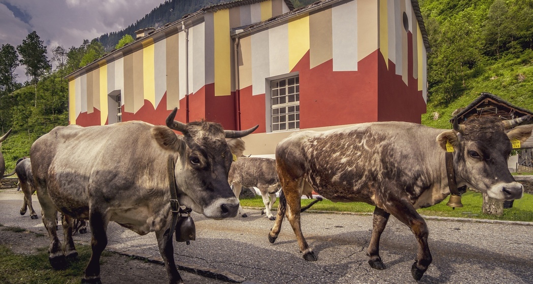 Rossa (oua_58986656_image)