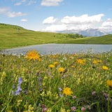 Libi on the Schamserberg