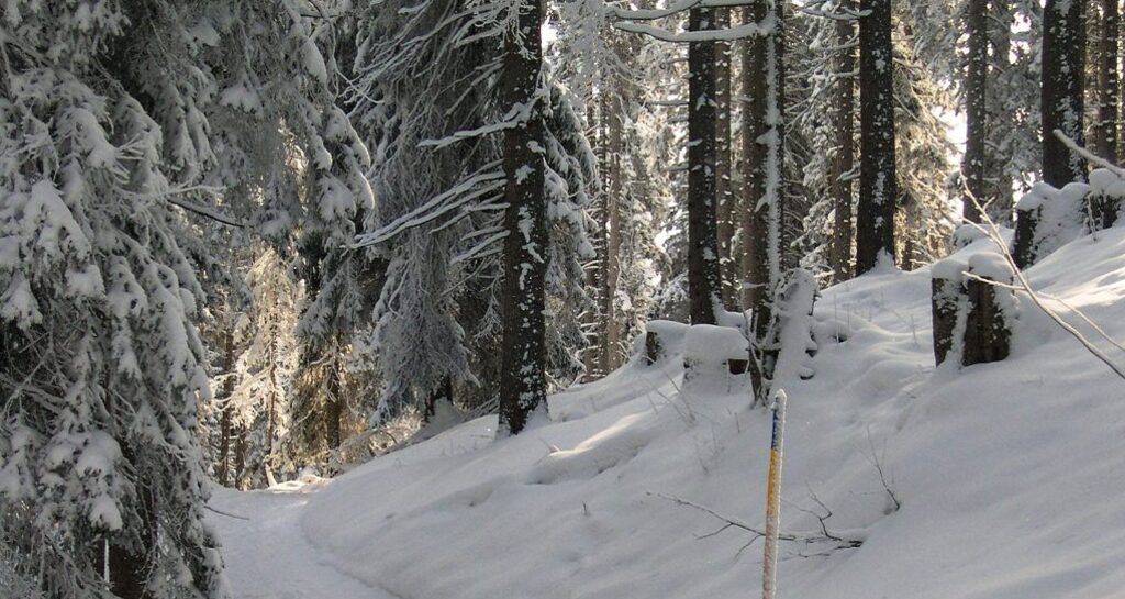 Verschneiter Wald oberhalb von Furna