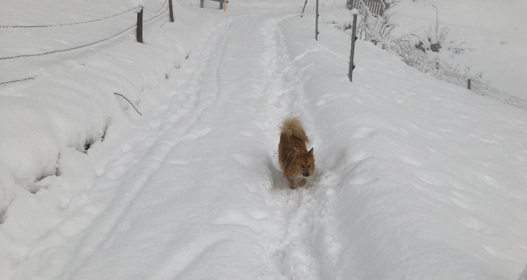 Winterwandern in Zorten