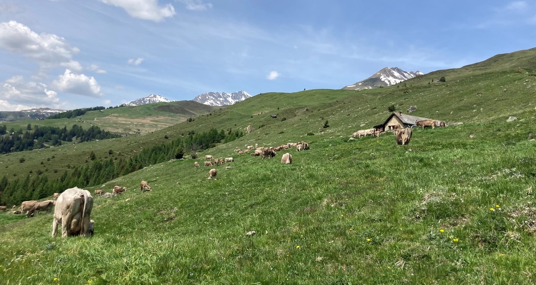 Alp Telf (oua_59852198_image)