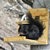 On the Rescue Path with Burli (oua_60018813_image)