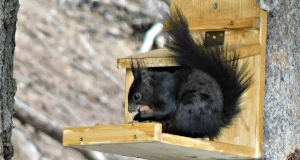 Auf dem Rettungspfad mit Burli (oua_60018813_image)