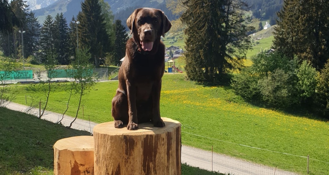 Hund beim Hundepark Vals in Brigles
