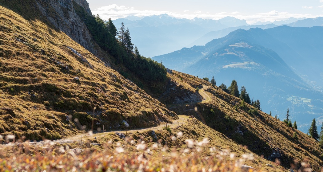 Bargis - Alp Mora - Purcs (oua_601164813_image)