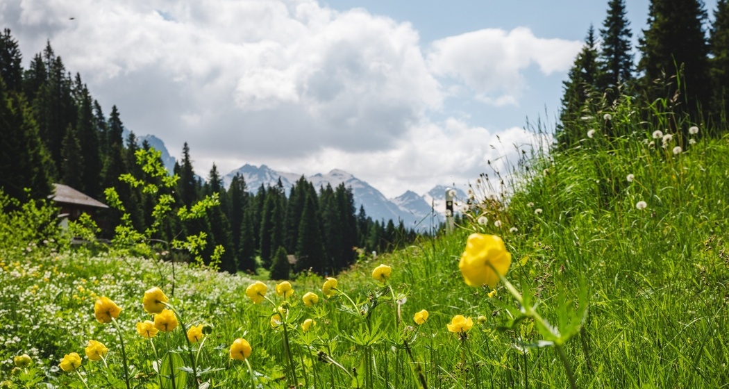 San Bernardino-Fornas-Furestin-Suossa-Fregeira-Valle del Silenzio-Alpe Piandoss-San Bernardino (oua_601458087_image)