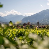 Paese Malans e vigneti