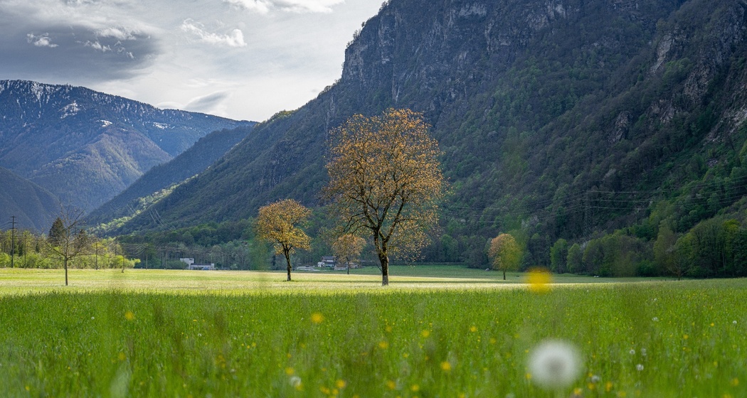 Lostallo (oua_602678241_image)
