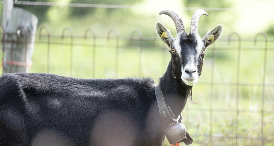 Alp Valmala (oua_603365470_image)