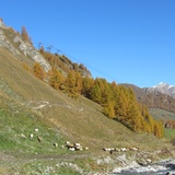 Schergenbach en automne