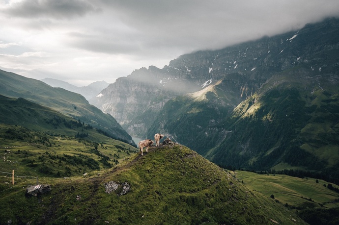 Chirchlikopf (oua_604421844_image)