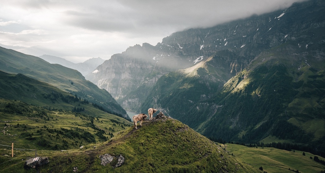 Chirchlikopf (oua_604421844_image)