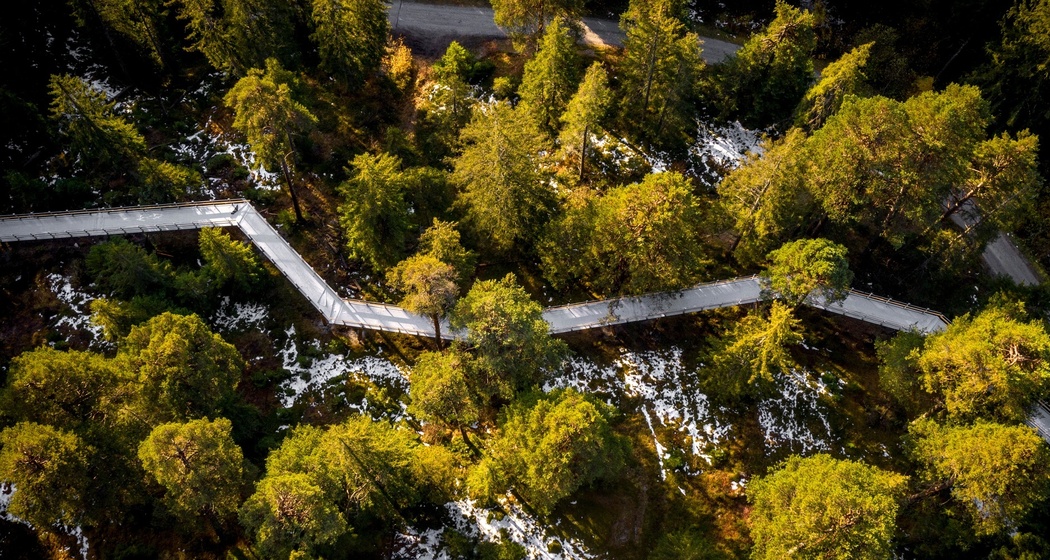 Senda dil Dragun, Baumwipfelpfad (oua_60534736_image)