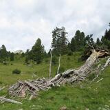 Buffalora - Jufplaun (oua_606870431_image)