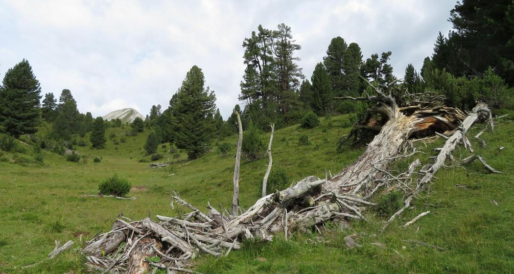 Buffalora - Jufplaun (oua_606870431_image)