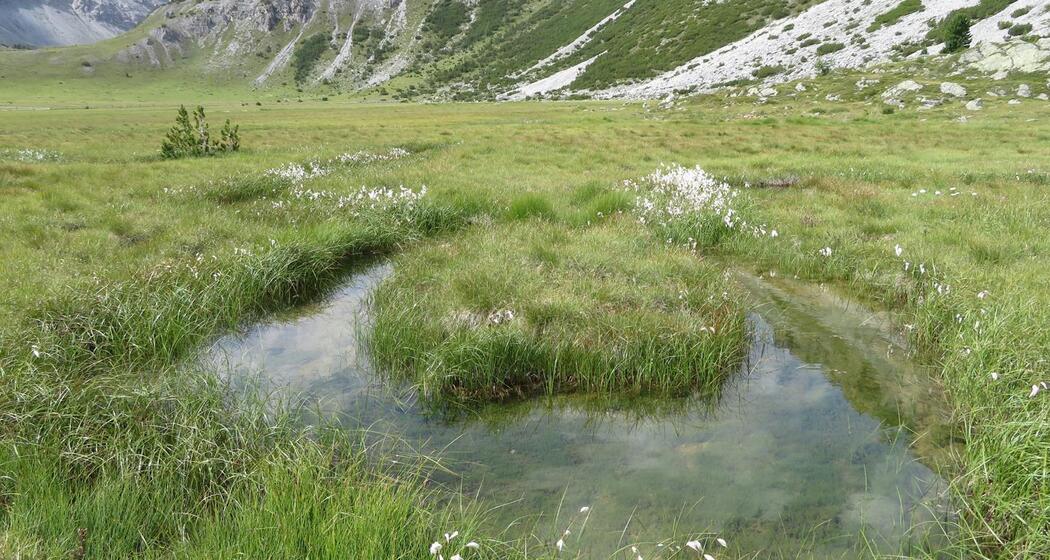 Buffalora - Jufplaun (oua_606870432_image)