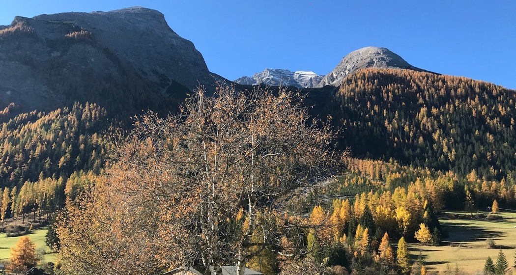 Autumn view from garden