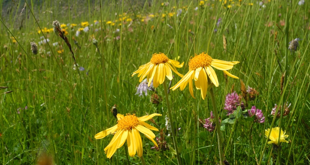 Arnica (Erica Nicca)