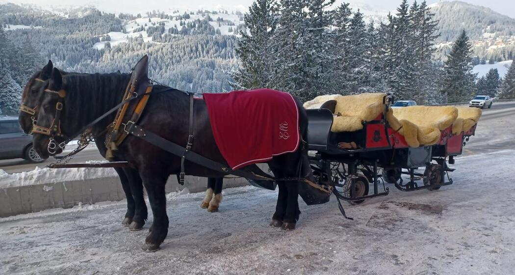 Pferdekutschen Bruno Hassler (oua_608063507_image)