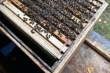 Bergimkerei Guarda (oua_608350975_image)