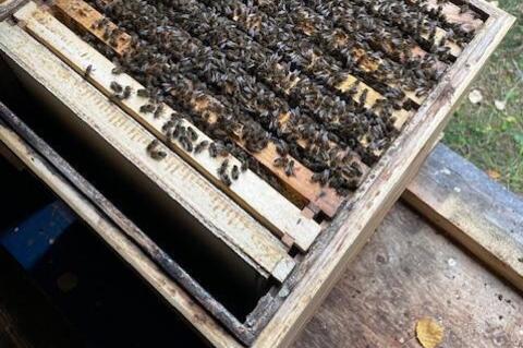 Bergimkerei Guarda (oua_608350975_image)