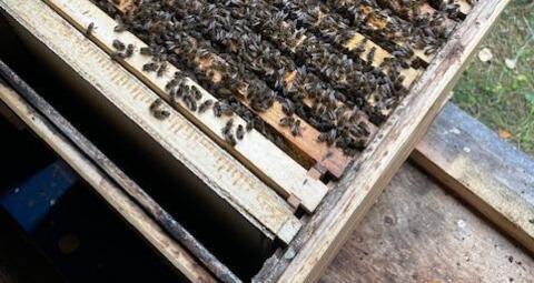 Bergimkerei Guarda (oua_608350975_image)