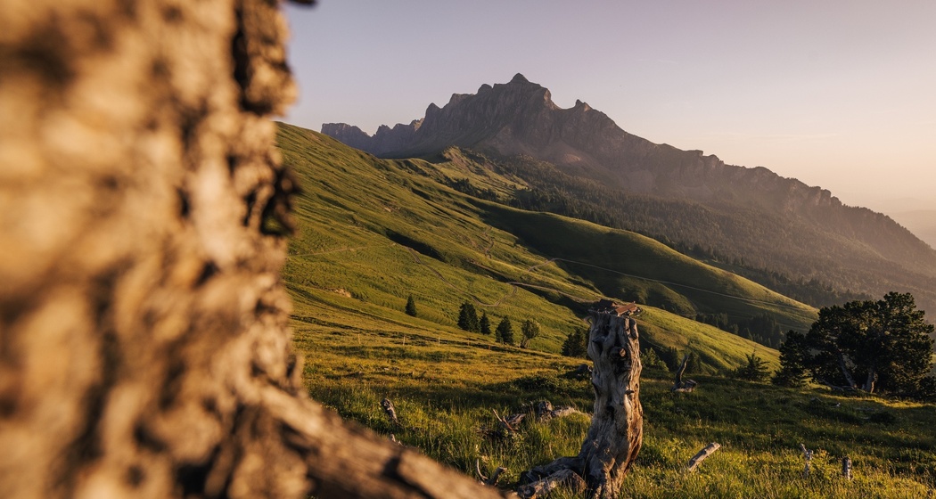 Trail- Route: Gonzenleiter Palfries