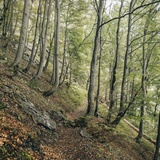 Parcours : Gonzenleiter Palfries