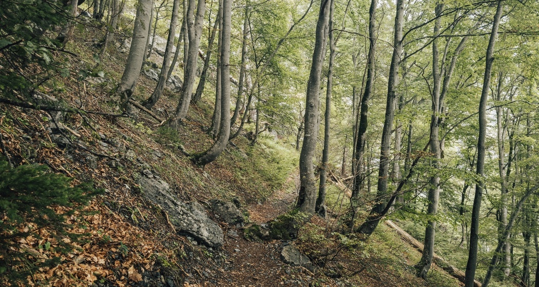 Trail- Route: Gonzenleiter Palfries