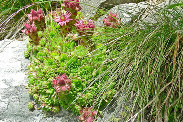 Botanische Wanderung