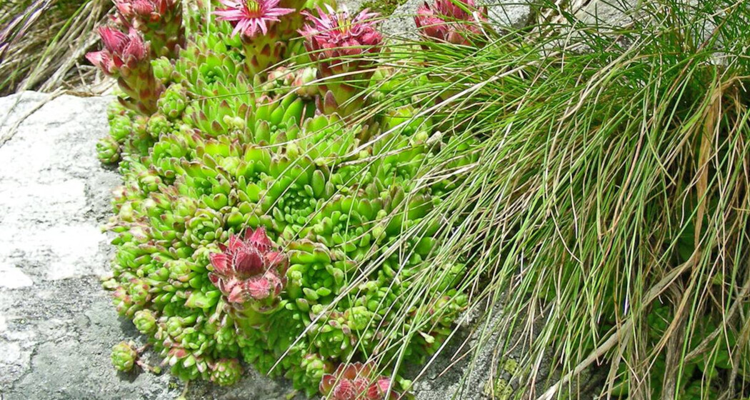 Botanische Wanderung