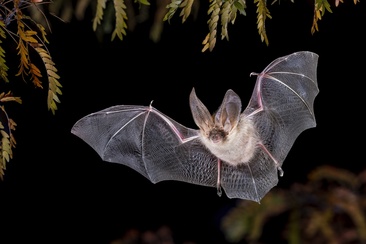 Fledermaus