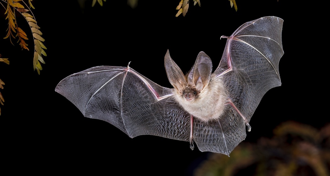 Fledermaus