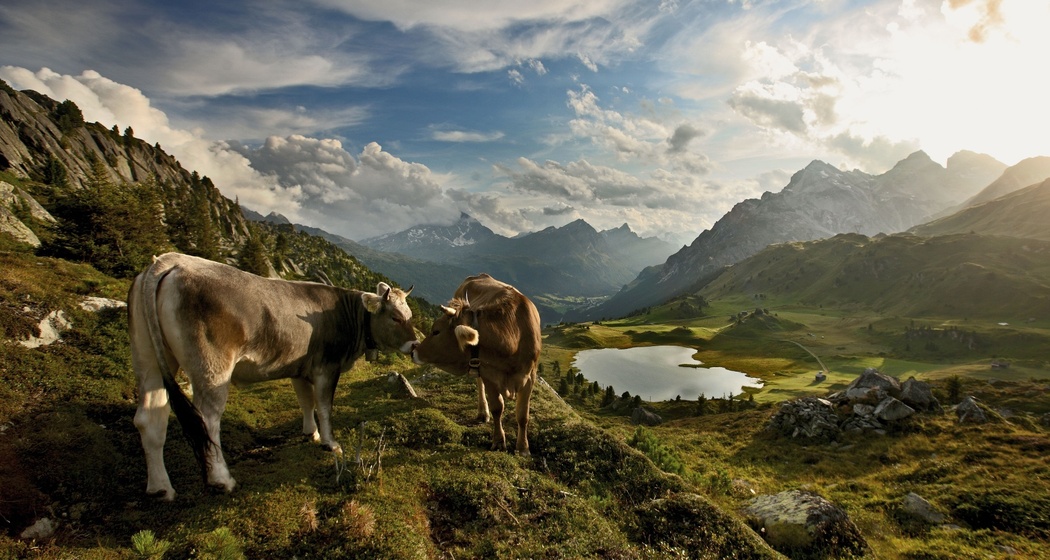 Lai da Vons (oua_611519280_image)