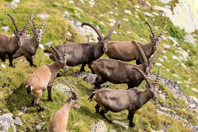 Naturpark Beverin (oua_611519373_image)