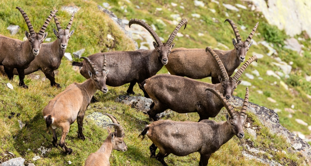Naturpark Beverin (oua_611519373_image)