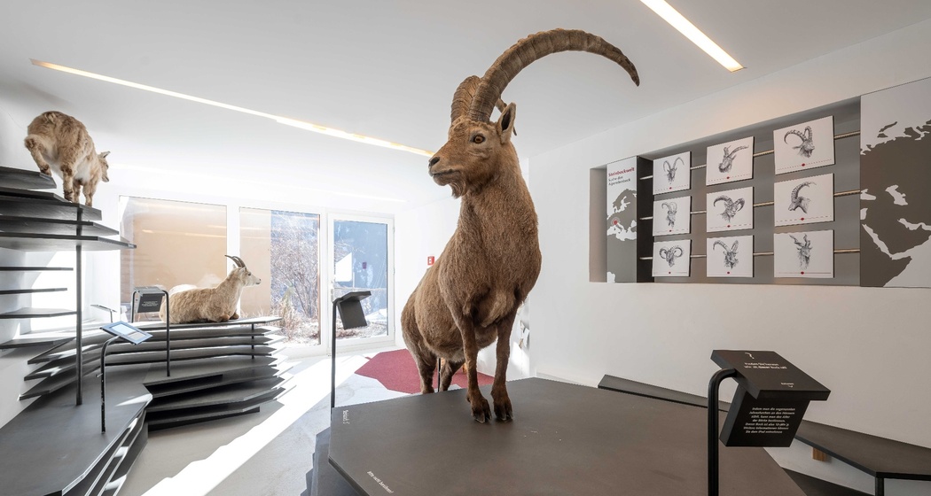 Capricorn Ausstellung (oua_611520068_image)