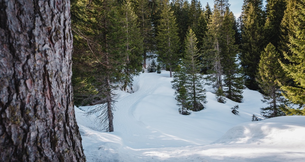Sentiero per ciaspole Furestin