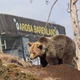 Ameila is digging a cave.