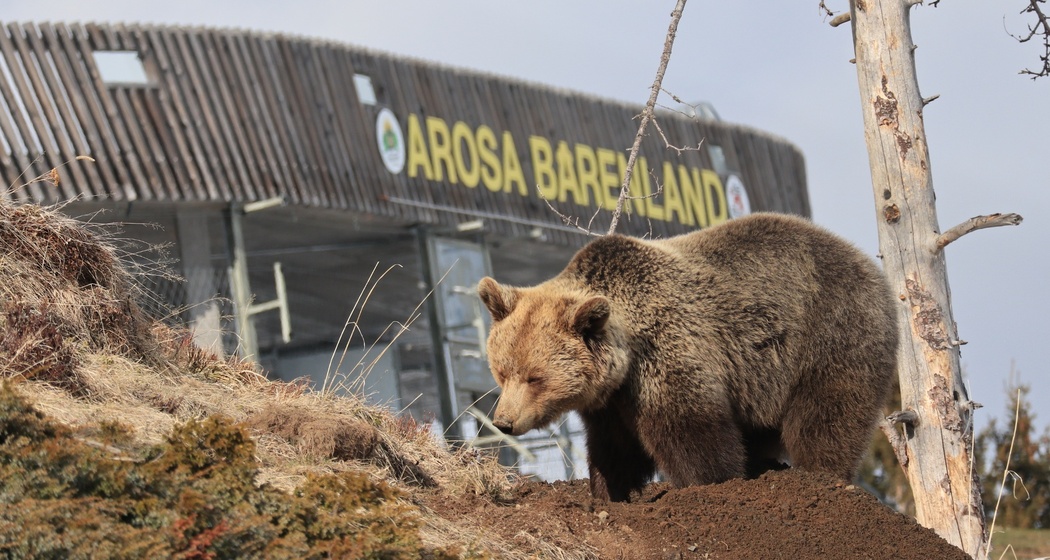 Ameila gräbt eine Höhle.