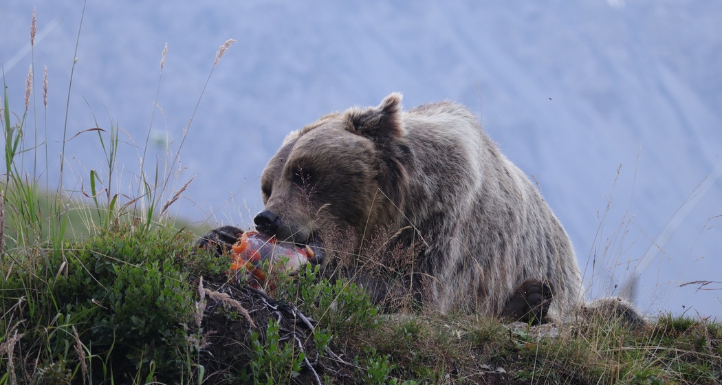 Sam im Sommer am Eis schlecken.