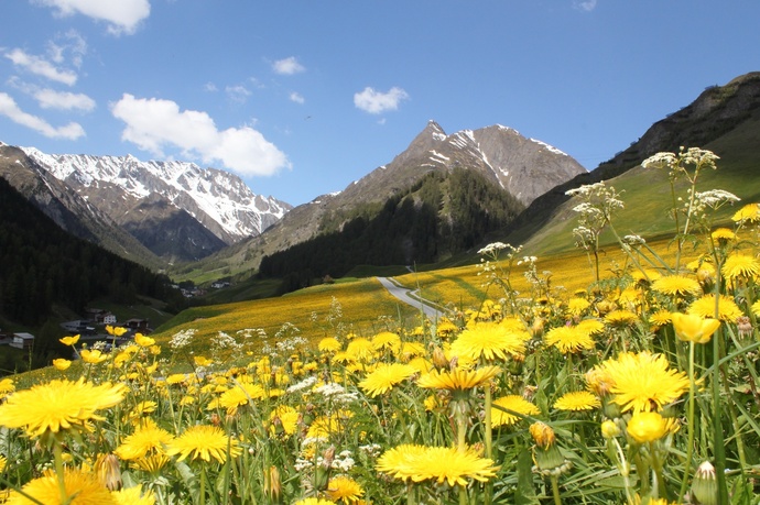 Löwenzahn blüht im Samnauntal