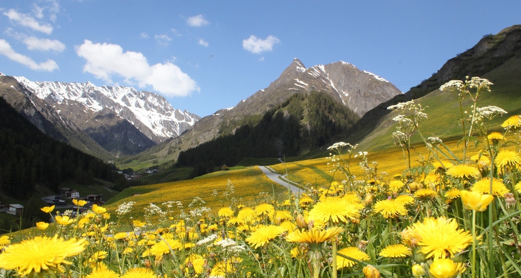 Löwenzahn blüht im Samnauntal