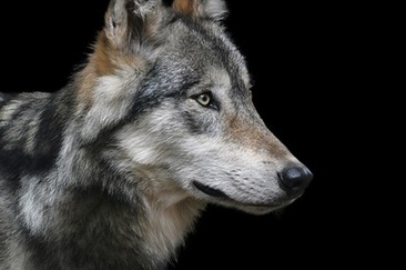 La lupa è nata nel 2017 sul massiccio del Calanda, che si trova nella zona di confine tra i cantoni dei Grigioni e San Gallo