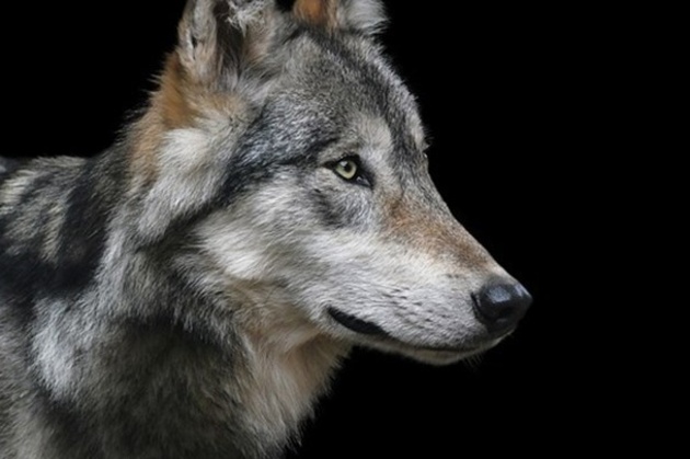 Die Wölfin kam 2017 am Calandamassiv, das im Grenzgebiet zwischen den Kantonen Graubünden und St. Gallen liegt, zur Welt