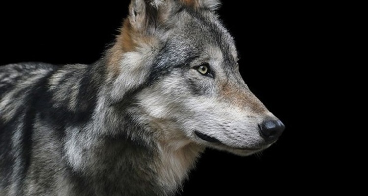 Die Wölfin kam 2017 am Calandamassiv, das im Grenzgebiet zwischen den Kantonen Graubünden und St. Gallen liegt, zur Welt