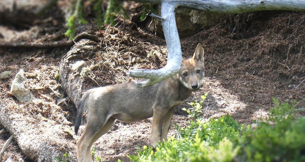 Dieser Wolf wurde als Jungwolf des neuen Stagias-Rudels ausgemacht