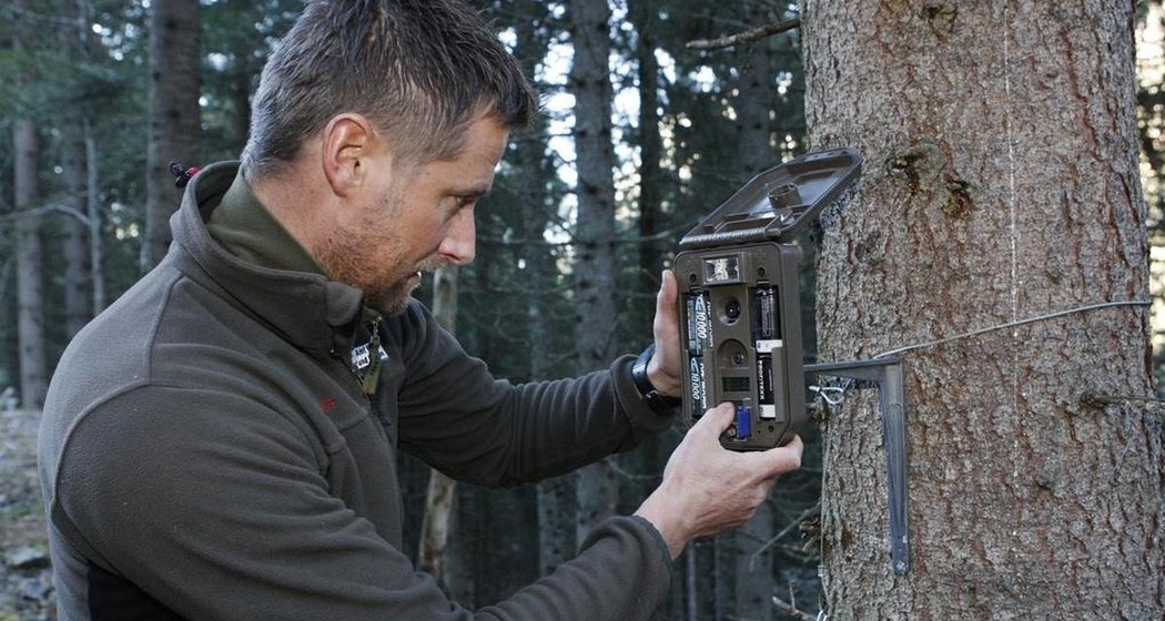 Fotofallen helfen die Entwicklung von Wolfs-Rudeln zu beobachten